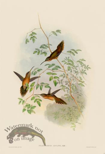Gould Hummingbird 035